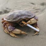 small smoking-crab-150x150