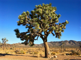 joshua tree