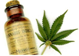 cannabis oil