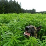 cannabis dog