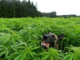 cannabis dog