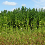 marijuana field