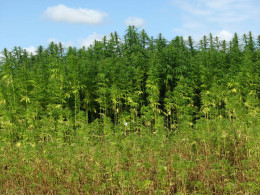 marijuana field