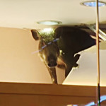 wild boar breaks into store ceiling