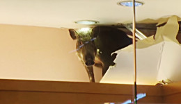 wild boar breaks into store ceiling