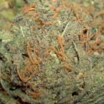 Maui Wowie newbie marijuana strain recommendations