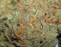 Maui Wowie newbie marijuana strain recommendations