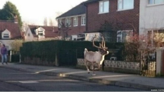 escaped reindeer